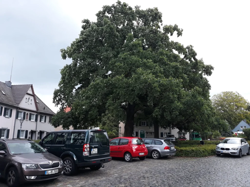 Eichplatz mit Stieleiche und Wohnhäusern in der Gartensiedlung in Bergisch Gladbach-Heidkamp, August 2020