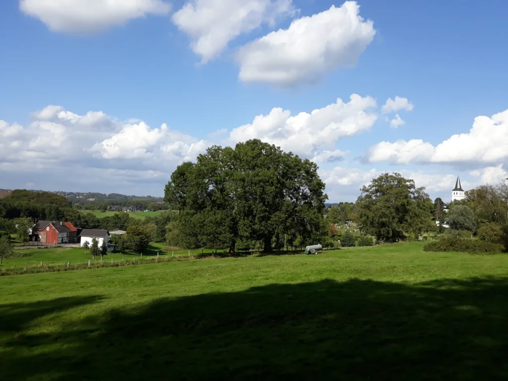 Eschen und Wiesen in Breite bei Herkenrath, September 2020