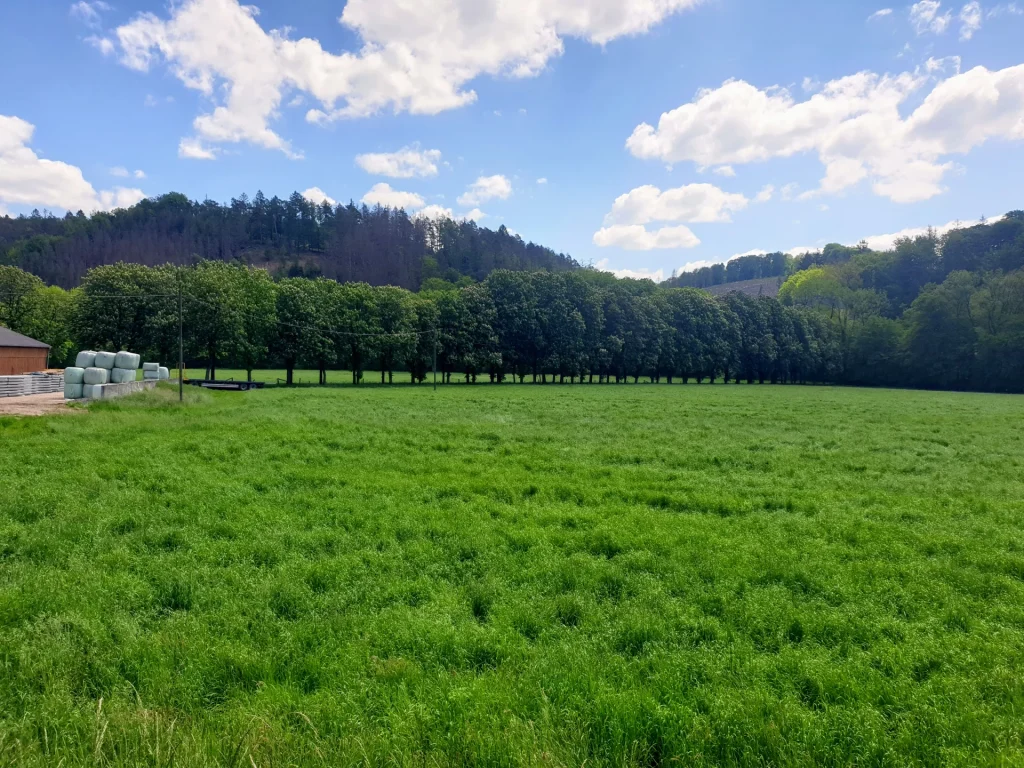 Kastanienallee und Wiesen bei Menrath in Odenthal